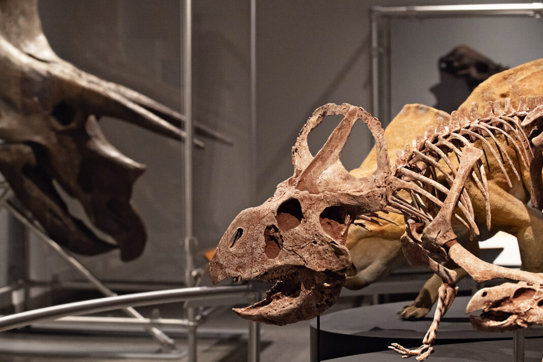 Dinosaur discoveries university of michigan museum natural history